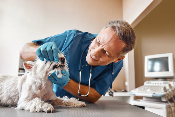 Best 24-Hour Emergency Dentist in Ennis, TX